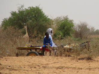 03 Charette Tiree Par Un Ane   Devant Une Girafe